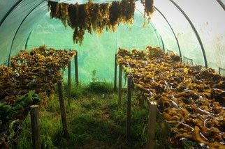 Les Algues Bretonnes et Bio