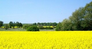 Les Huiles Locales et Huile d'Olive Grecque