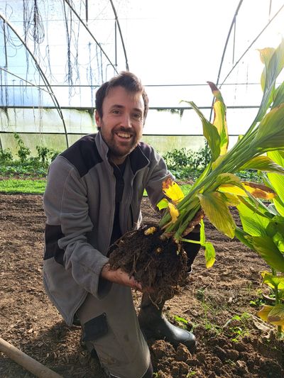 Le curcuma