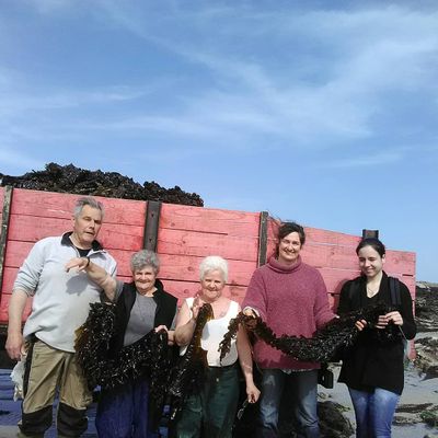 Les Algues Bretonnes et Bio