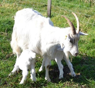 Les Laits dont le Lait de Chèvre Maison