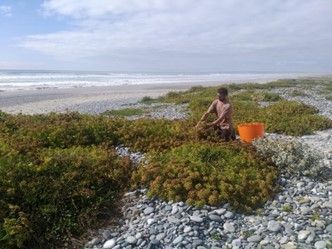 Les Huiles Essentielles