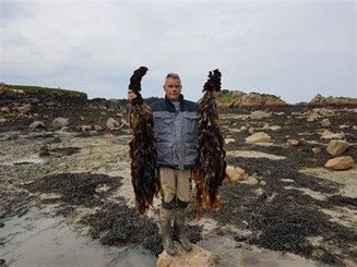 Les Algues Bretonnes et Bio