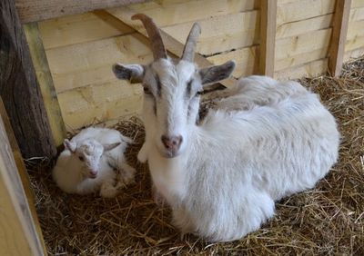 Les Laits dont le Lait de Chèvre Maison