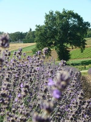 Les Huiles Essentielles